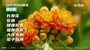 32个作品涨粉14.7W,获赞201W!新手轻松上手植物花语视频-5D资源网